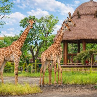 vinwonders-staycation-package