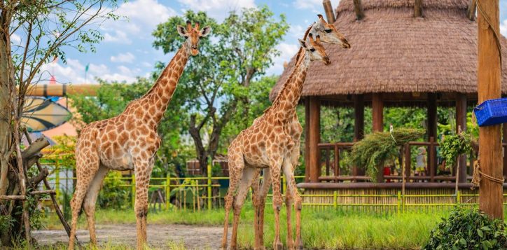 vinwonders-staycation-package