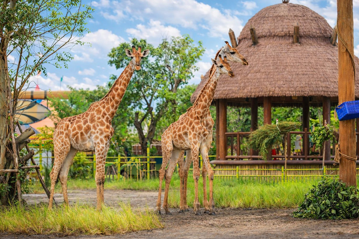 VINWONDERS STAYCATION PACKAGE